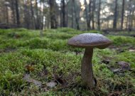 Orai: trumpą šilumos bangą pakeis lietingi ir vėjuoti orai